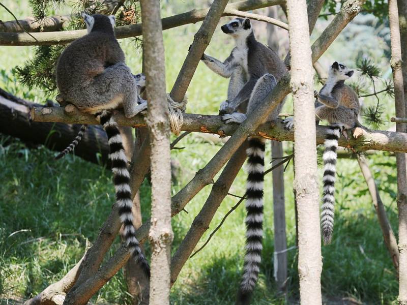 Ústecká zoologická zahrada otevřela průchozí výběh lemurů kata.