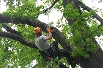 Arboristé na semináři v Praze ukáží, jak se ošetřuje vzrostlý strom. 