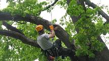 Arboristé na semináři v Praze ukáží, jak se ošetřuje vzrostlý strom. 