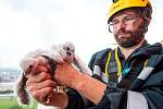 Ornitolog Václav Beran se sokolům na lidských stavbách věnuje osm let.