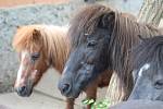 Zoo Ústí nad Labem - pony shetlandský