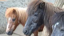 Zoo Ústí nad Labem - pony shetlandský