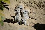 Šestice malých surikat již sebevědomě prozkoumává prostředí v ústecké zoo.