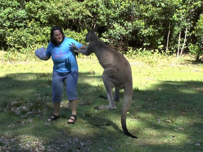 Nebezpečné setkání s klokanem prožila Ilona Vápeníková z Chotiněvsi v Pebbly Bay v Austrálii, 300 kilometrů jižně od Sydney.