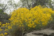 Tařice skalní ((aurinia saxatilis) je časně kvetoucí skalnička, která se udrží i na kolmých čedičích Českého středohoří. Je jediným druhem rodu aurinia rostoucí v České republice.