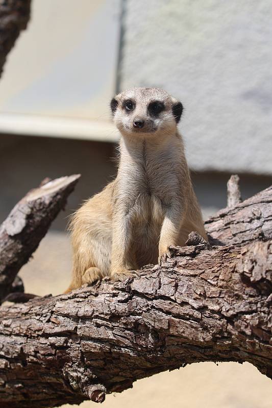 Zoo Ústí nad Labem - surikata