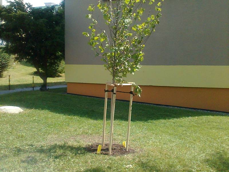 Před Vánocemi pokácené borovice nahradila radnice novými platany.