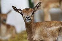 Mláďata antilopy jelení v ústecké zoo