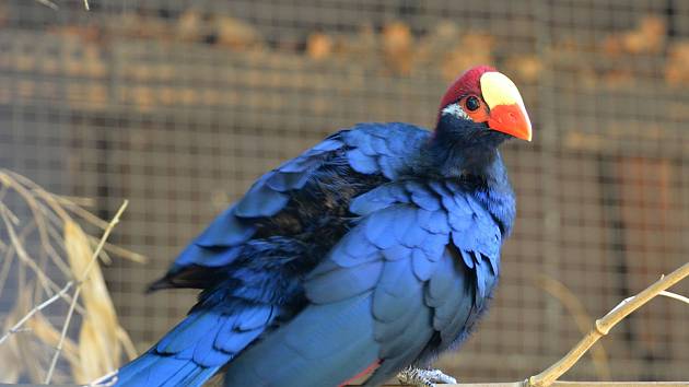 Ústecké zoo se podařili zajímavé ptačí odchovy. Na snímku turako fialový.