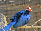 Ústecké zoo se podařili zajímavé ptačí odchovy. Na snímku turako fialový.