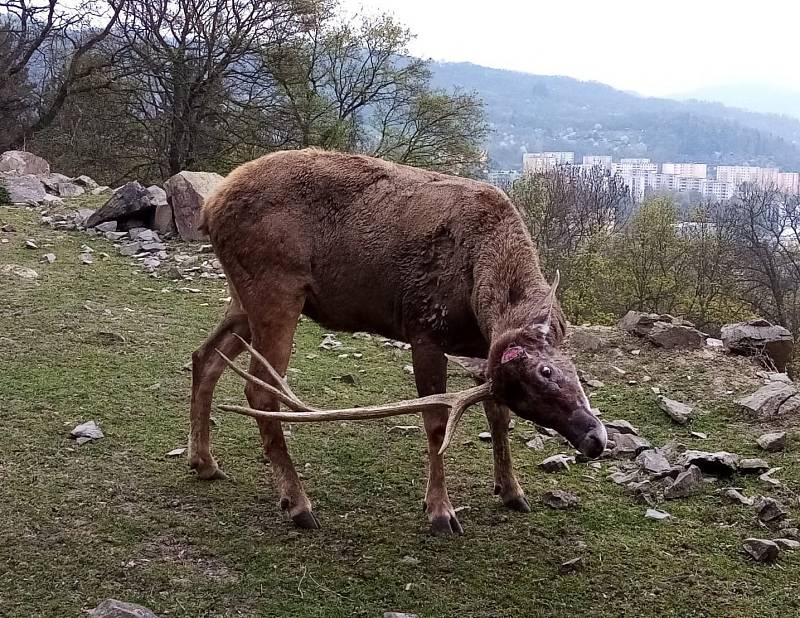 Desaterák Max shodil v ústecké zoo paroží vážící přes 7 kilogramů.