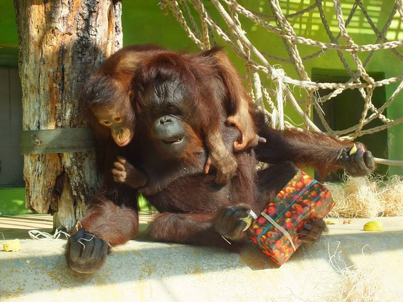 V zoologické zahradě oslavili mezinárodní den orangutanů. 