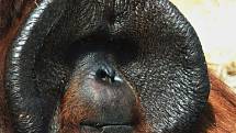Orangutan Ňuňák.