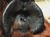 Orangutan Ňuňák.