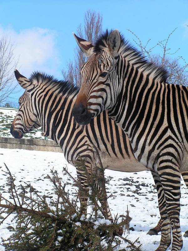 Zebry Hartmannové v ústecké zoo.