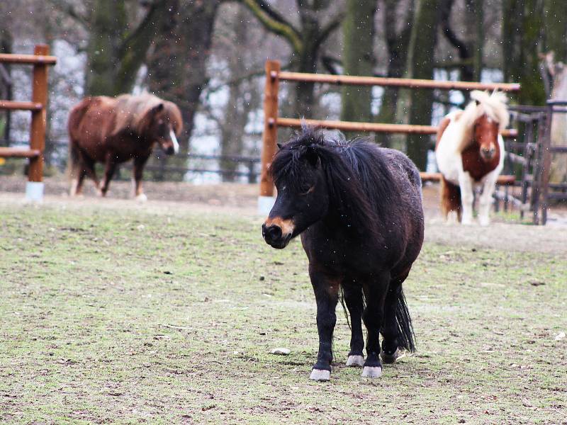 První den po znovuotevření zoologických zahrad nepřálo počasí, přesto si fanoušci do zahrady v Chomutově cestu našli.