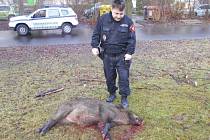 Divoká prasata se potulovala po Centrálním parku na Severní Terase. Dvě z nich přivolaný myslivec odstřelil.