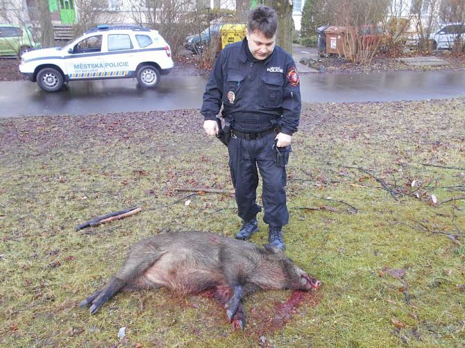 Divoká prasata se potulovala po Centrálním parku na Severní Terase. Dvě z nich přivolaný myslivec odstřelil.