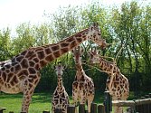 Žirafy v ústecké zoo.