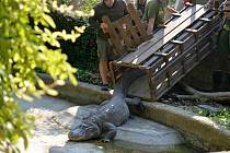 Aligátor Libor už je ve venkovním výběhu ústecké zoo