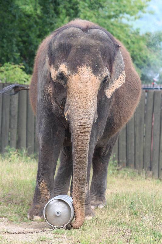 Zoo Ústí nad Labem - slon indický