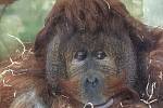 Orangutan Ferda z Ústí vydělává pro Z00. Za každé triko se svou fotkou dostane stovku.