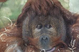 Orangutan Ferda.