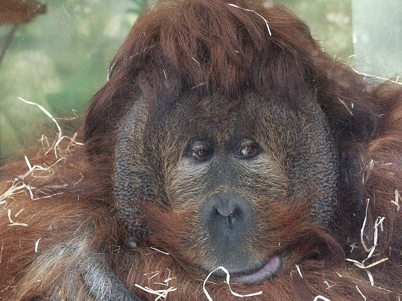 Orangutan Ferda z Ústí vydělává pro Z00. Za každé triko se svou fotkou dostane stovku.