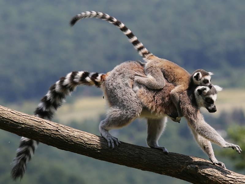 Ústecká zoologická zahrada otevřela průchozí výběh lemurů kata.