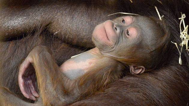 Mládě orangutana bornejského se narodilo v ústecké zoo.