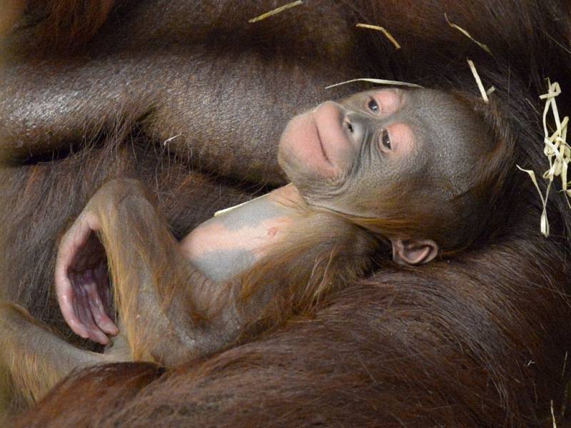 Mládě orangutana bornejského se narodilo v ústecké zoo.
