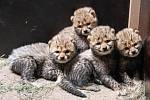 Gepardí čtyřčata jsou novým přírůstkem ústecké zoo. Zatím není jasné, kdy je návštěvníci poprvé uvidí, odchov nyní potřebuje především klid. 
