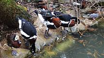 Také ZOO v Ústí nad Labem musí být kvůli opatřením proti šíření koronaviru uzavřena. Deník se tam vydal na návštěvu.