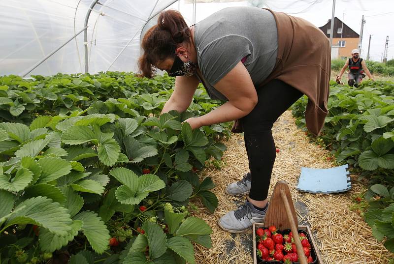 Sklizeň jahod na plantáži ve Svádově