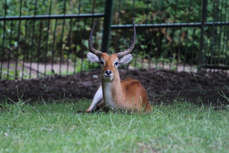 Zoo Ústí nad Labem  - voduška červená