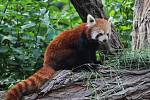 Zoo Ústí nad Labem - panda červená