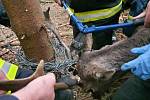 Hasiči z Velkého Března a Malečova zbavují jelena částí drátěného plotu