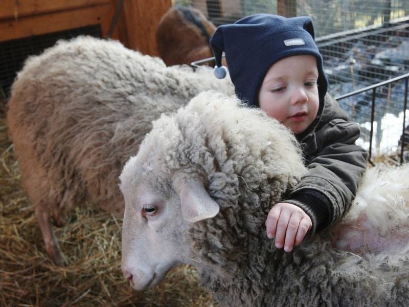 Na farmě poblíž Vaňovského vodopádu tráví děti z lesní třídy dva dny v týdnu. Venku jsou však téměř pořád. Na snímku malý Kubík. 