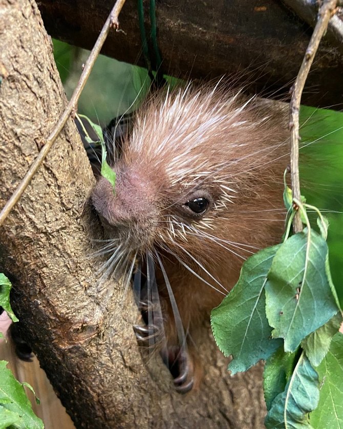 Mládě kuandu obecného, které se narodilo na konci srpna v ústecké zoo.