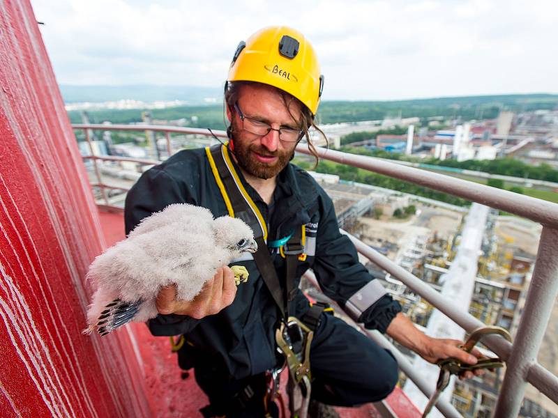 Ornitolog Václav Beran se sokolům na lidských stavbách věnuje osm let.
