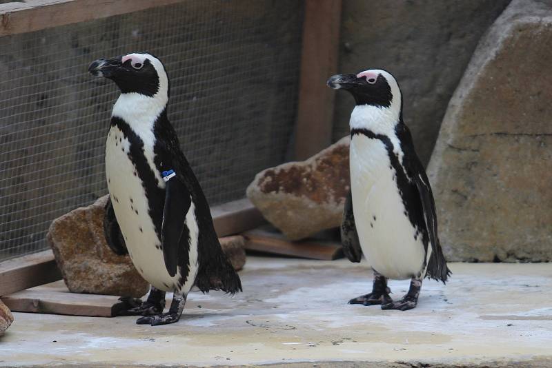 Zoo Ústí nad Labem - tučňák brýlový