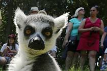 Průchozí výběh lemurů kata v ústecké zoo.