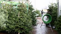 Prodej vánočních stromů v Ústí nad Labem