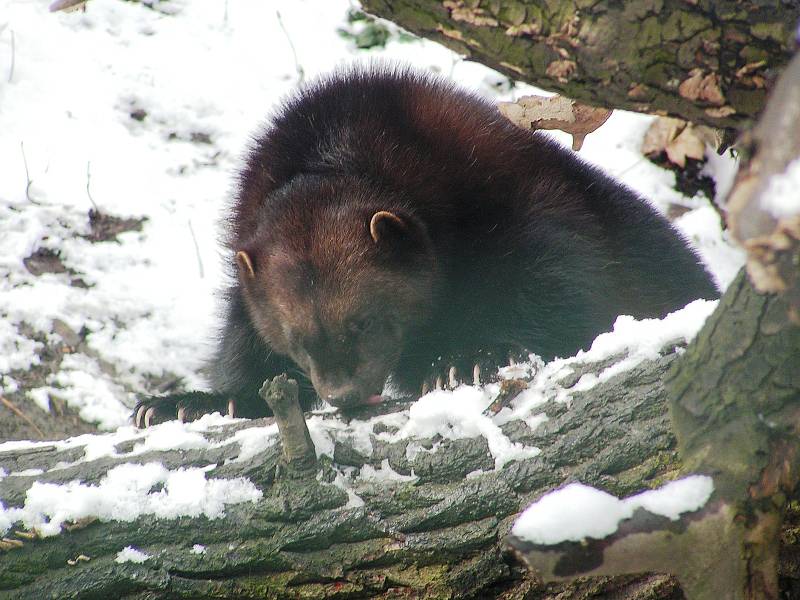 Ústecká zoo v zimě. Iustrační foto.