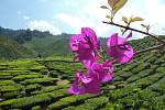 Malajsie: Překrásné místo, kde se rodí čaj.