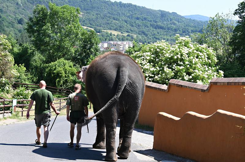 Tedíkovi se v zoo nejvíc líbil přerostlý trpaslík.