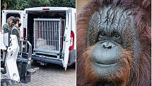 Pětatřicetiletá samice orangutana bornejského Ňuninka odjela ze zoo v Ústí nad Labem