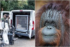 Pětatřicetiletá samice orangutana bornejského Ňuninka odjela ze zoo v Ústí nad Labem