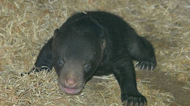 Mládě medvěda malajského se narodilo v ústecké zoo. Takto vypadá po sedmi týdnech života.