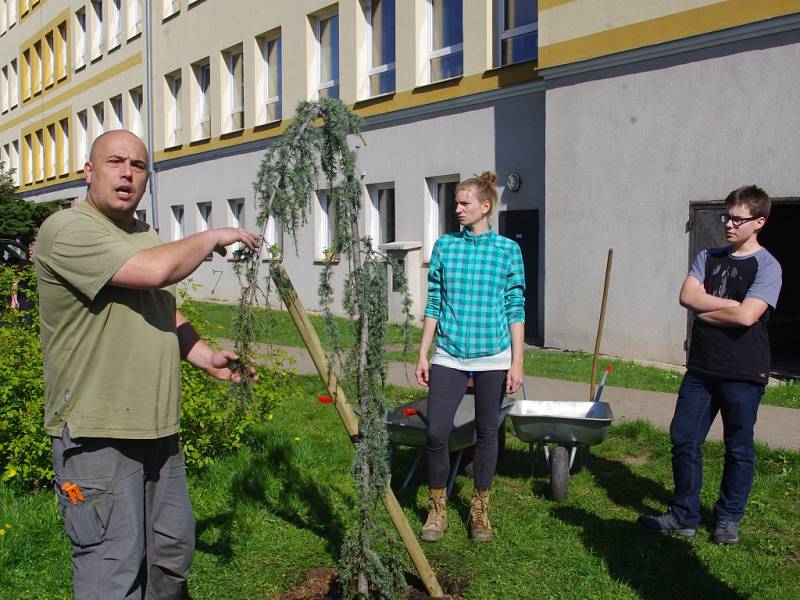 Výsadba cedru atlaského.